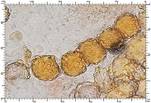 Genea fragrans